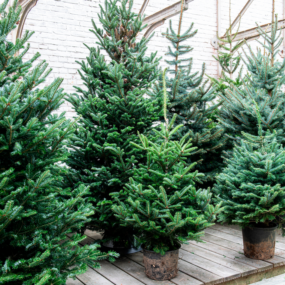 Schrijf je in voor de Intratuin kerst alert