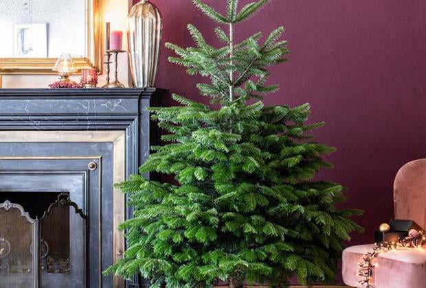 Kerstboom verzorgen