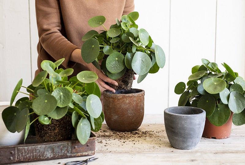 Plantenpotten kopen? Potten, binnen & buiten |