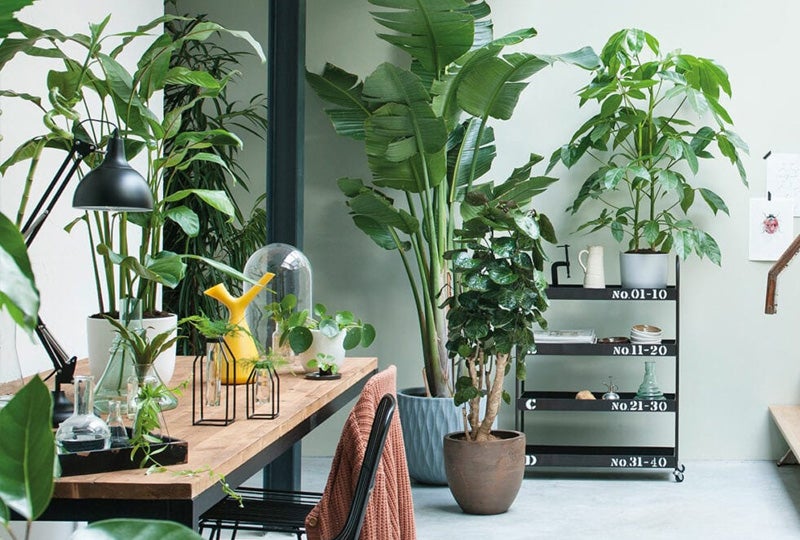 Blog: Top 10 grote kamerplanten