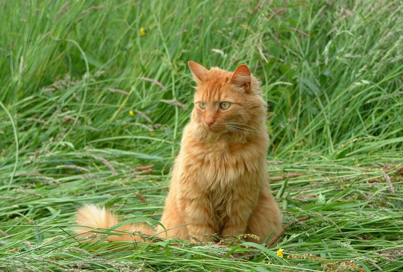 Blog: Waarom kattengras?