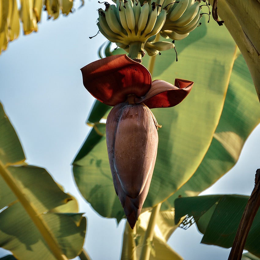 Bananenplant (Musa) bloem