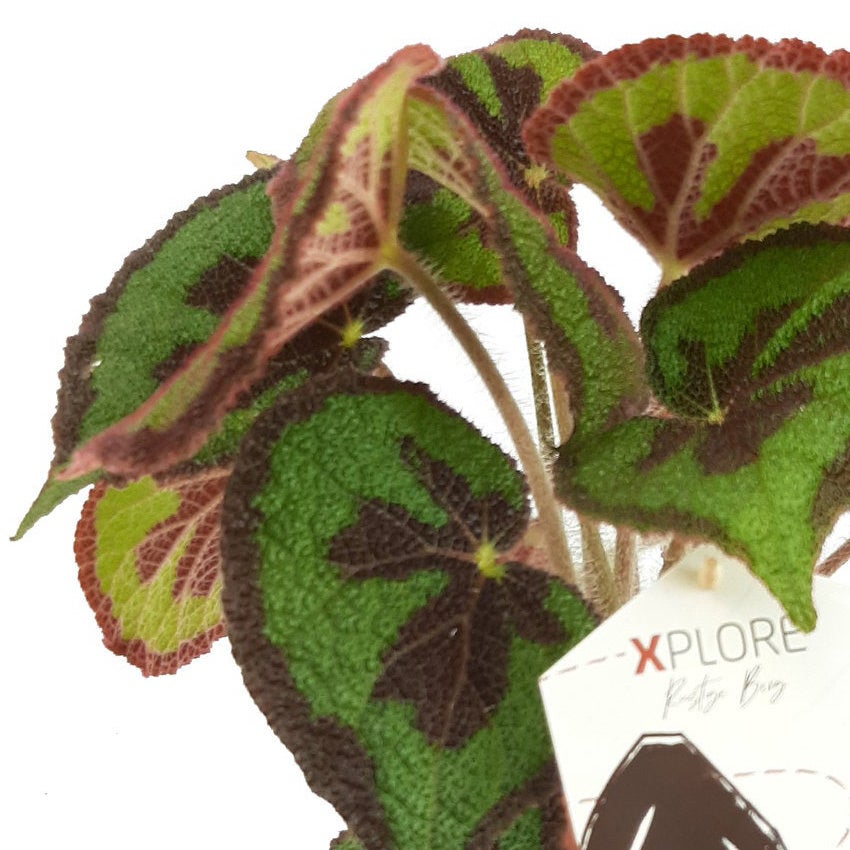 Bladbegonia (Begonia masoniana)