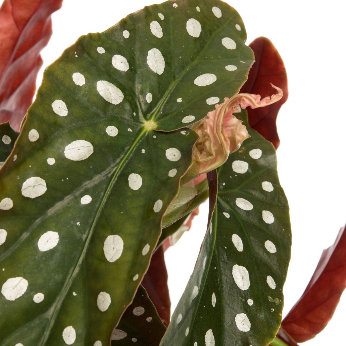 Stippenbegonia (Begonia maculata)