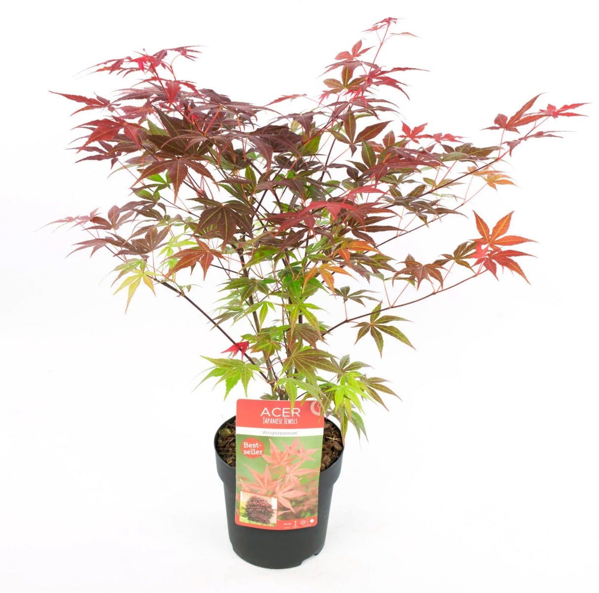 Japanse esdoorn (Acer palmatum ´Atropurpureum’)