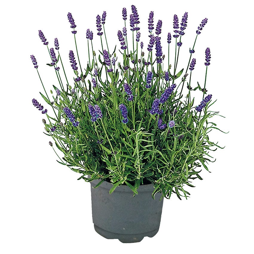 Lavendel (Lavandula angustifolia ‘Hidcote’)