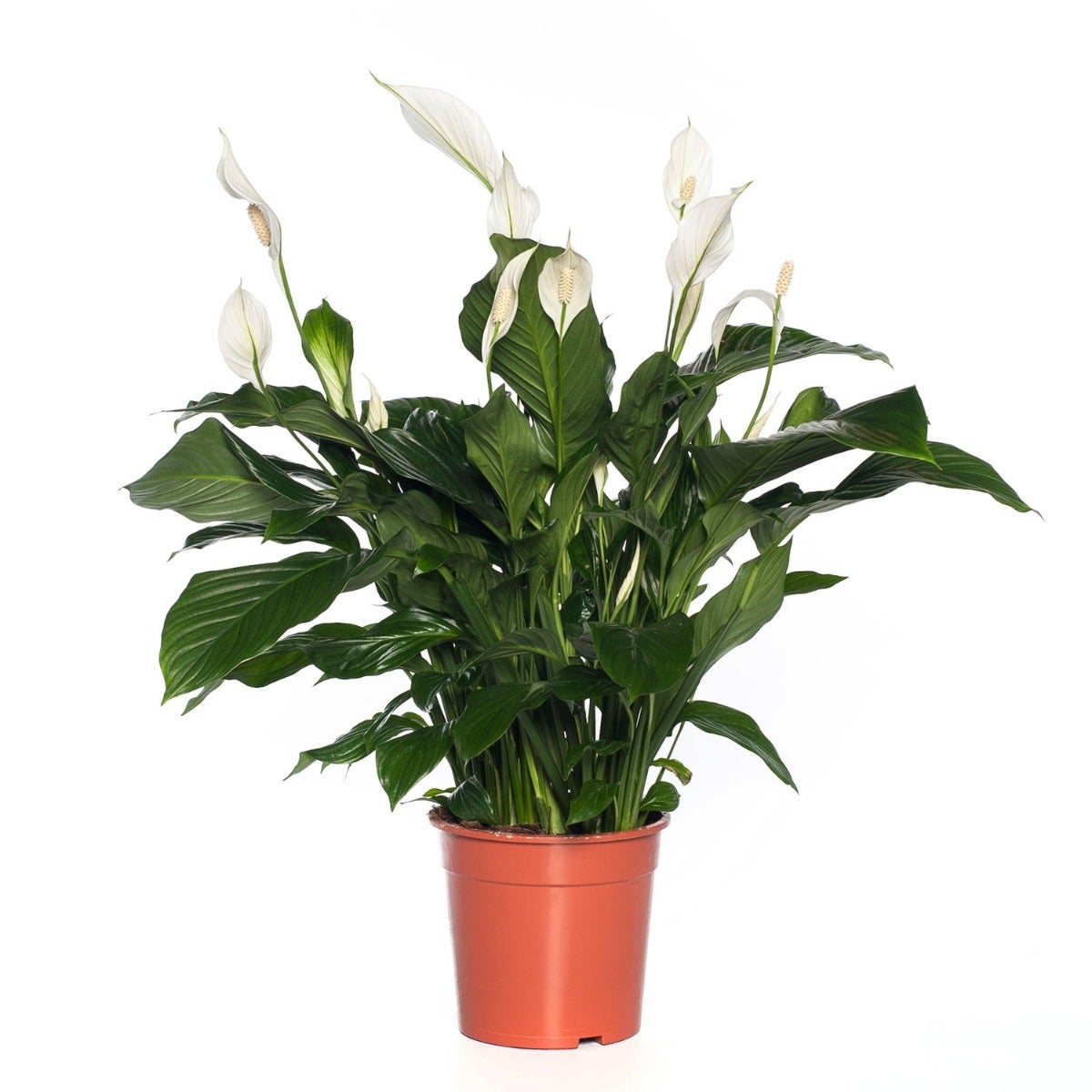 Modernisering teugels Tom Audreath Lepelplant (Spathiphyllum) plant verzorging • Intratuin