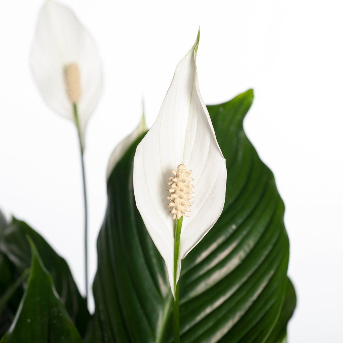 Spathiphyllum ‘Sweet Lauretta’