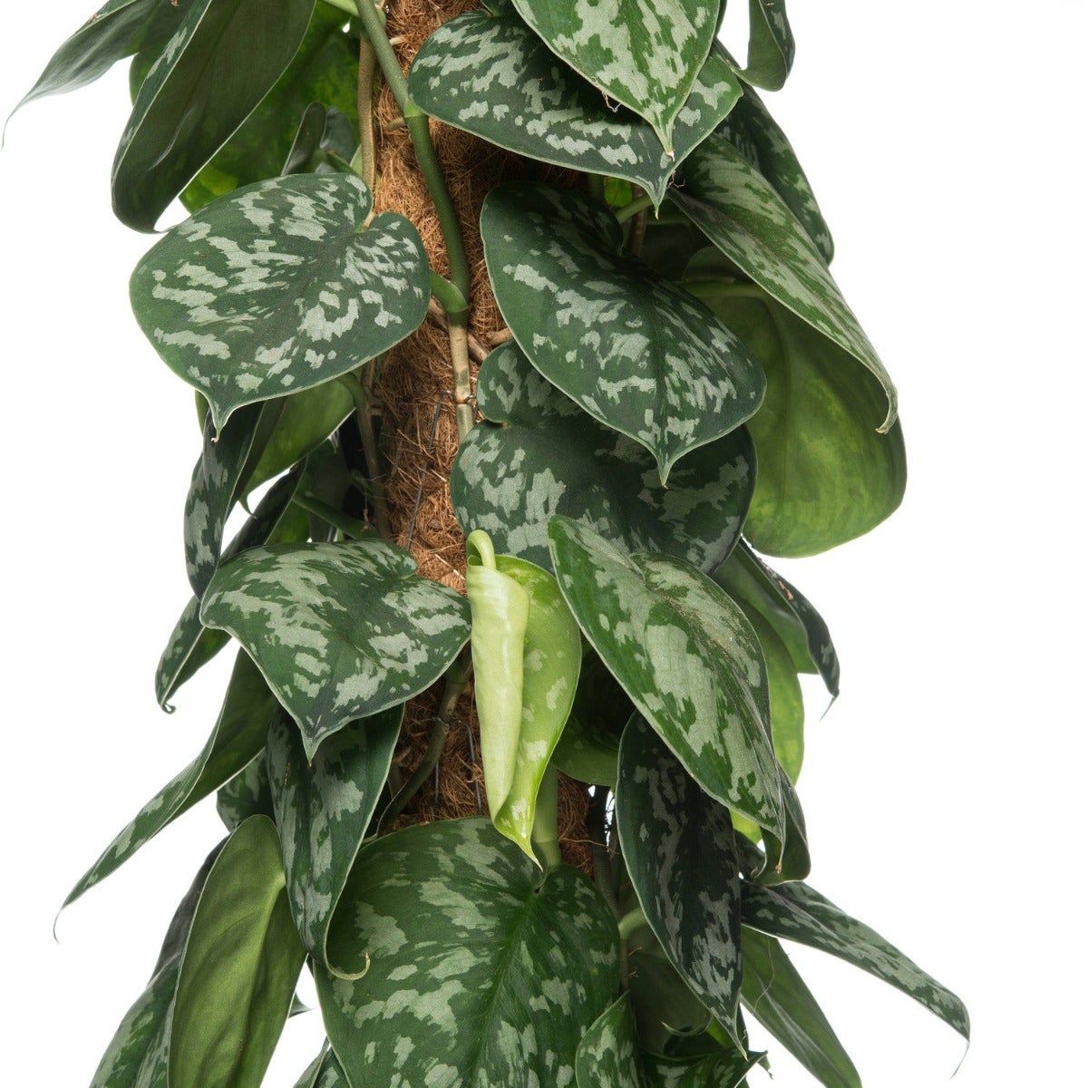 Scindapsus (Epipremnum pictus ‘Trebie’)