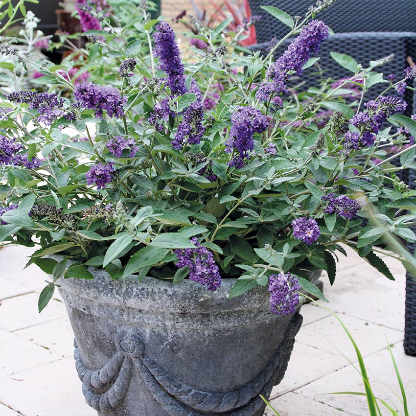 Vlinderstruik (Buddleja davidii 'Free petite')