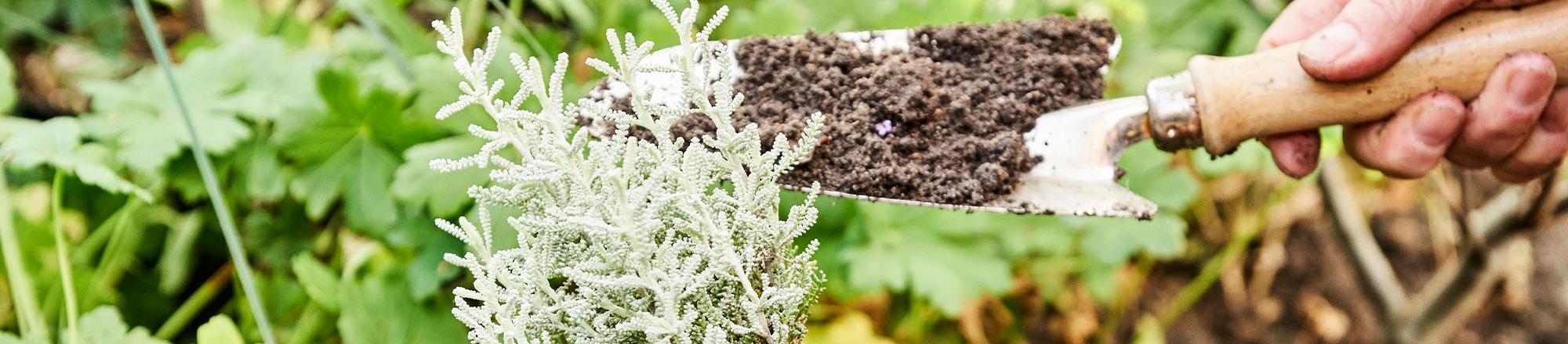 7 aanplant tips voor het najaar