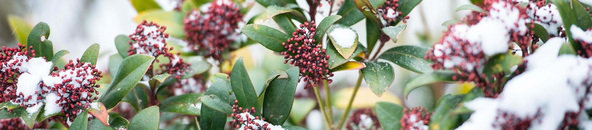 5 Tips om tuin en planten te beschermen tegen vorst