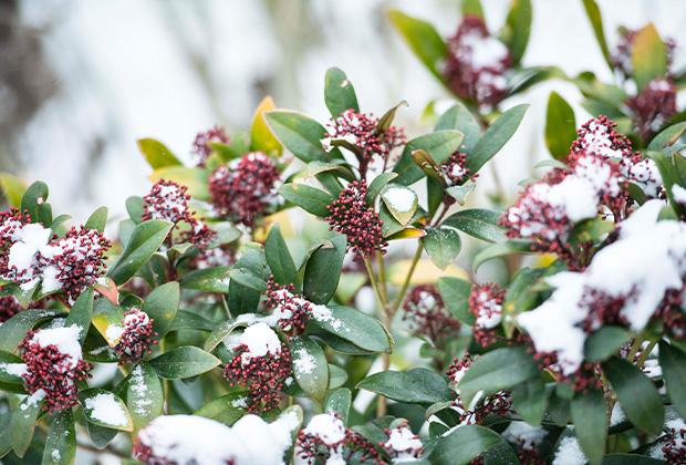 5 Tips om tuin en planten te beschermen tegen vorst