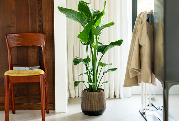 Top 10 grote kamerplanten