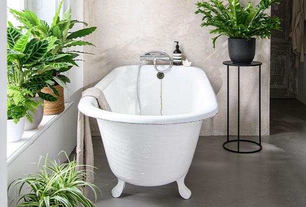 Kamerplanten voor in de badkamer