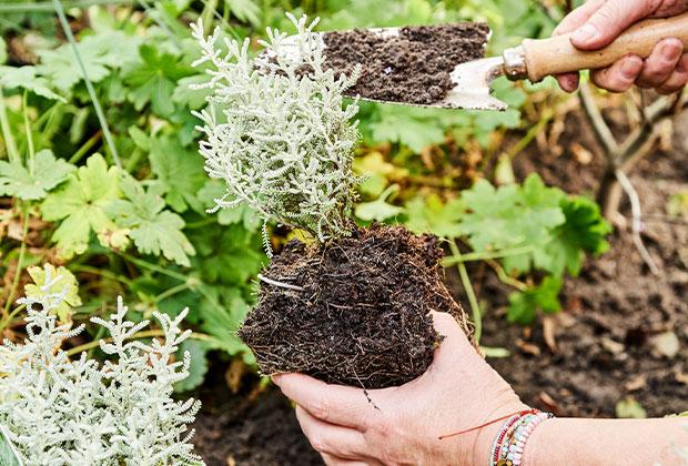 7 aanplant tips voor het najaar