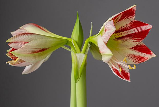 Amaryllis (Hippeastrum)