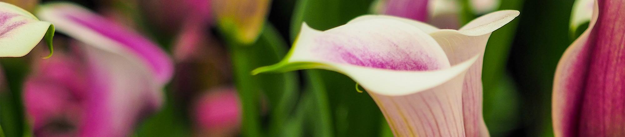 Aronskelk / Calla (Zantedeschia)