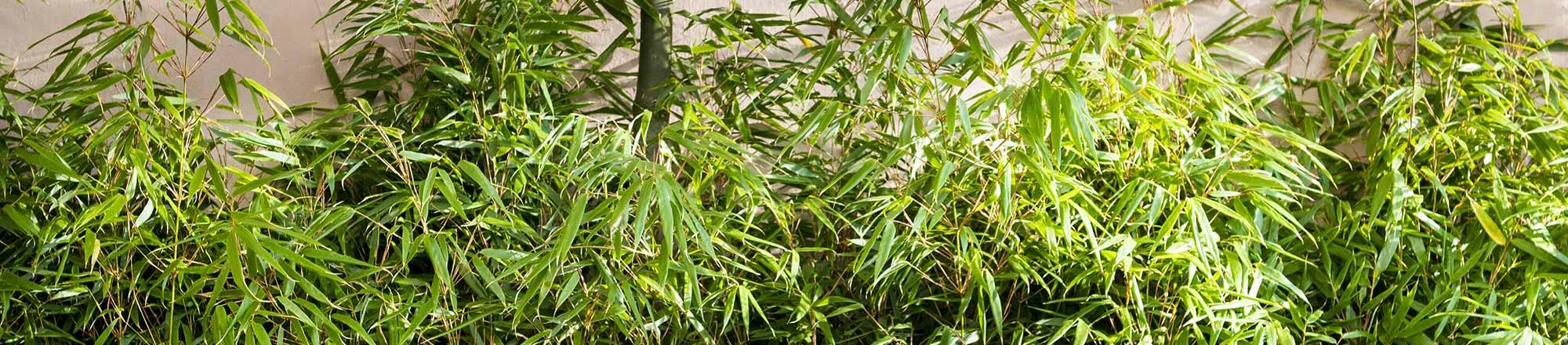 Bamboe (Fargesia rufa)