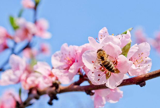 Bijen in de tuin en bijvriendelijke planten