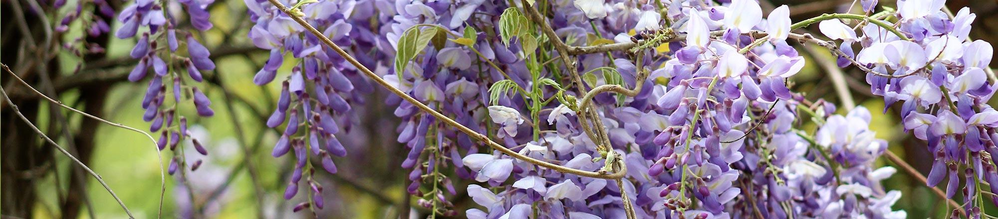 Blauwe regen (Wisteria)