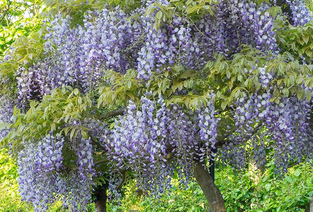 Blauwe regen (Wisteria) in bloei