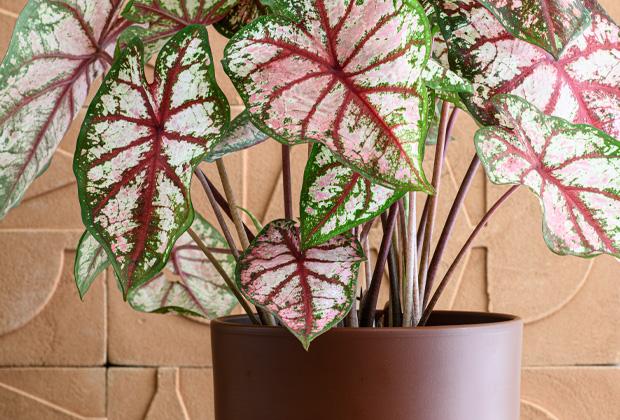 Caladium