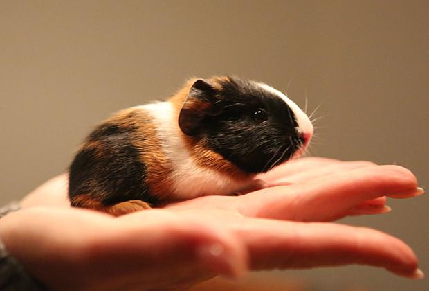 Cavia kopen? Tips & cavia's als huisdier – Intratuin