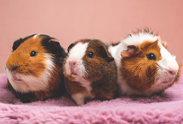 De 10 belangrijkste tips bij het aanschaffen van een cavia