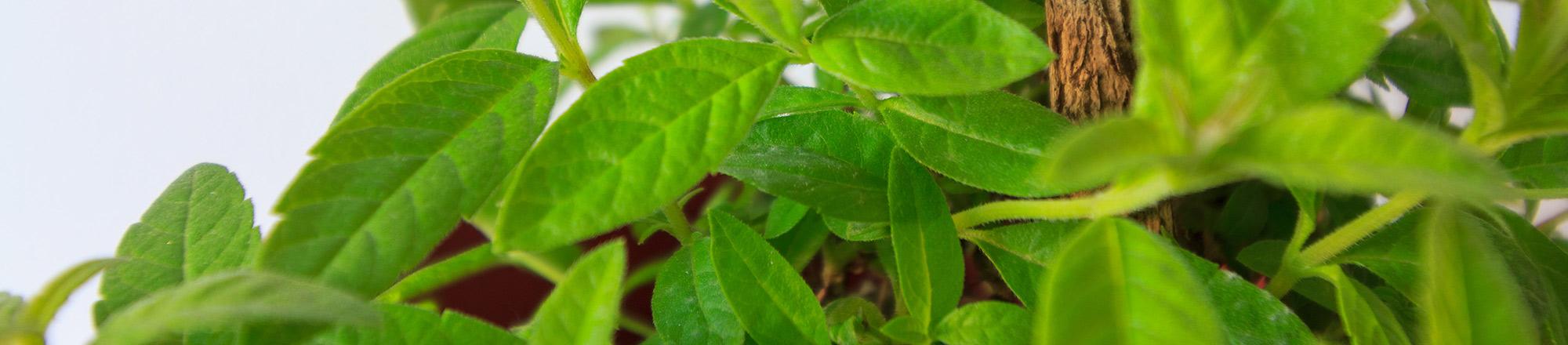 Citroenverbena (Aloysia triphylla)