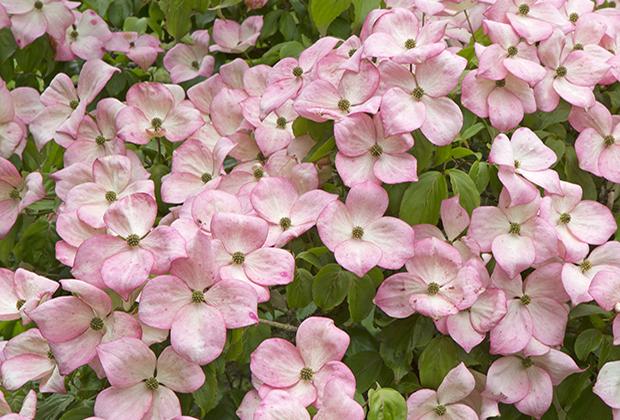 Kornoelje (Cornus)