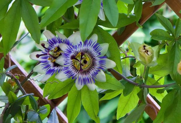 Cataract Agressief Begunstigde De mooiste klimplanten, snelgroeiend tot rijk bloeiend – Intratuin