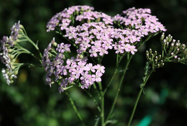 Duizendblad (Achillea)