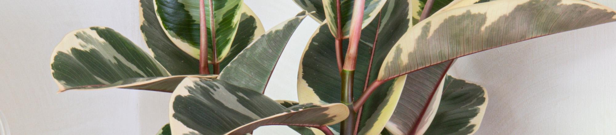 Ficus elastica (Rubberplant) 