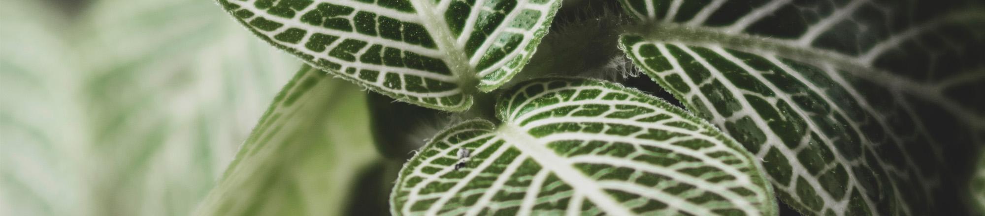 Fittonia (mozaiekplantje) 