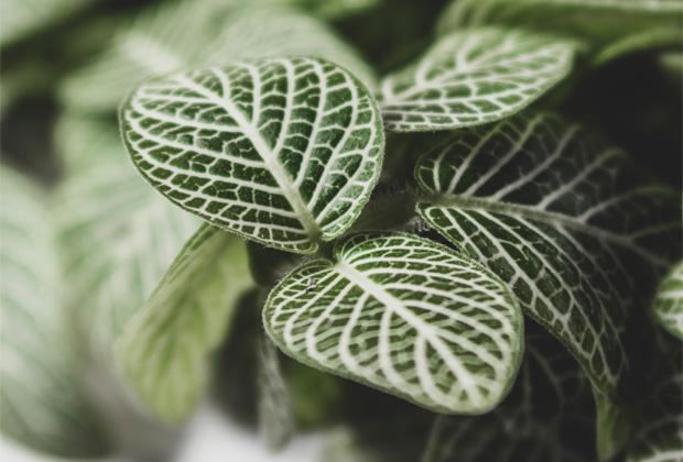 Fittonia (mozaïekplant) 