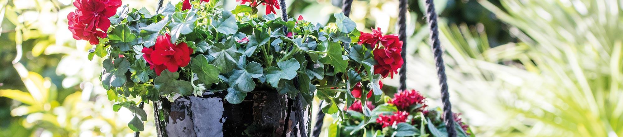 Geranium (Pelargonium)