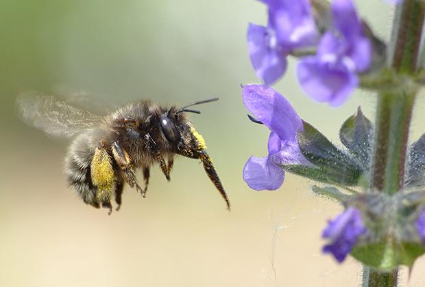 De verschillende bijensoorten in jouw tuin