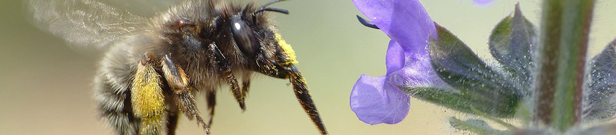 De verschillende bijensoorten in jouw tuin