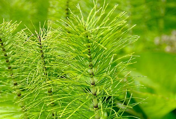 Heermoes (Equisetum arvense)