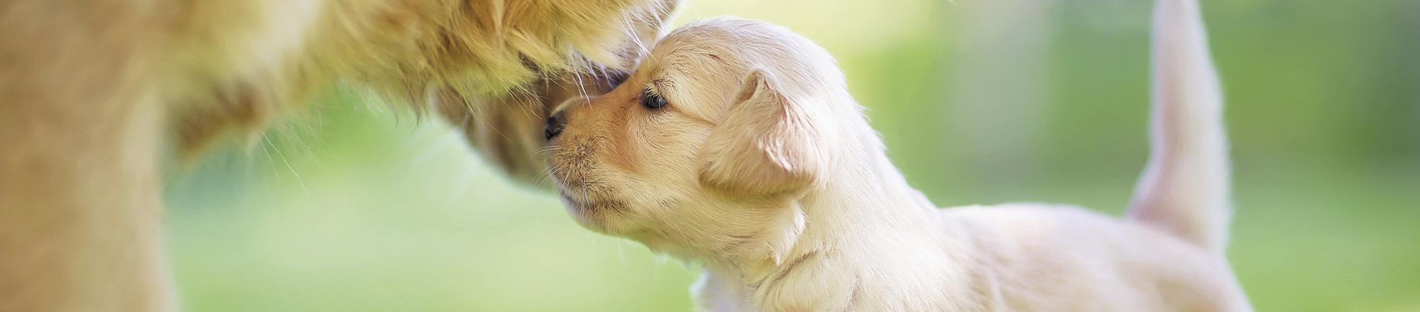 De 10 belangrijkste tips bij het kopen van een hond