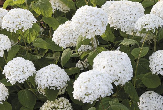 Hortensia (Hydrangea arborescens 'Strong Annabelle'