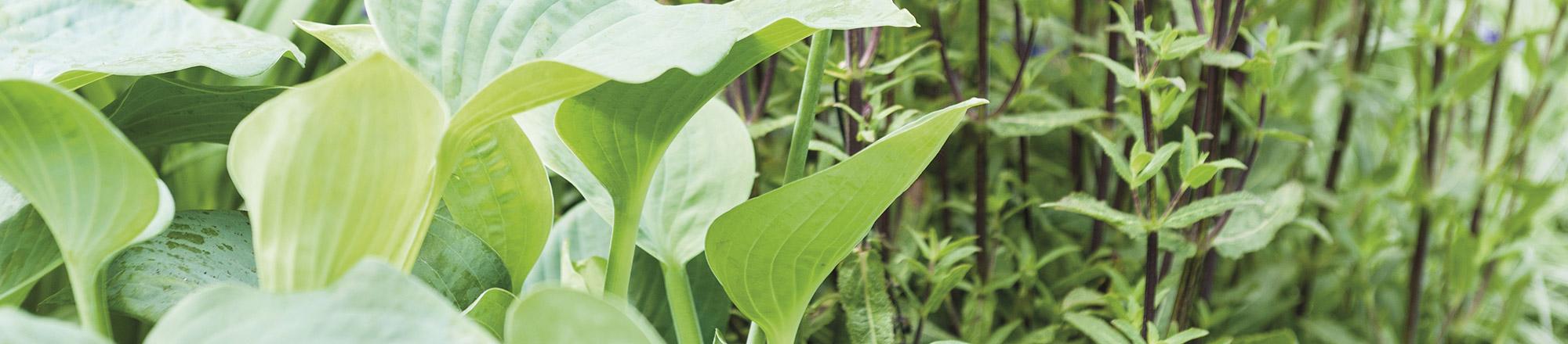 Een tuin border aanleggen met schaduwplanten 