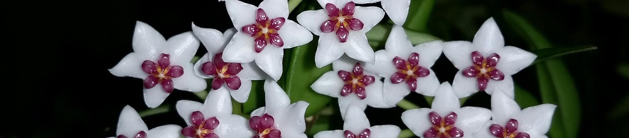 Hoya (wasbloem) 