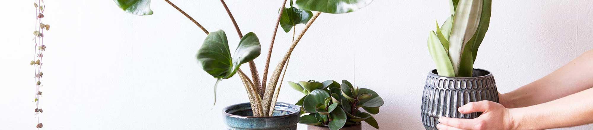 Zo kies je de juiste plant voor jouw huis