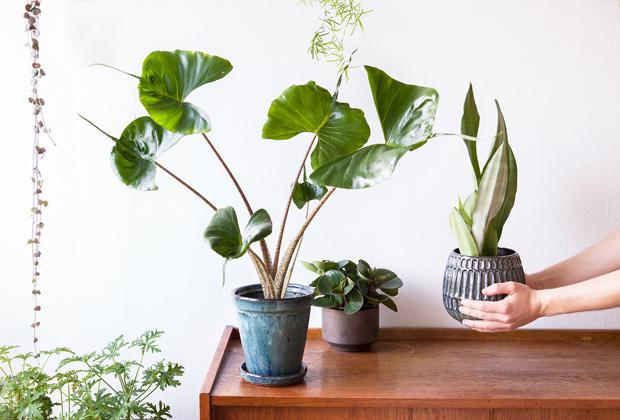 Zo kies je de juiste plant voor jouw huis