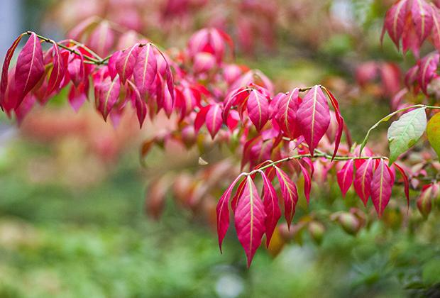 Kardinaalsmuts (Euonymus)