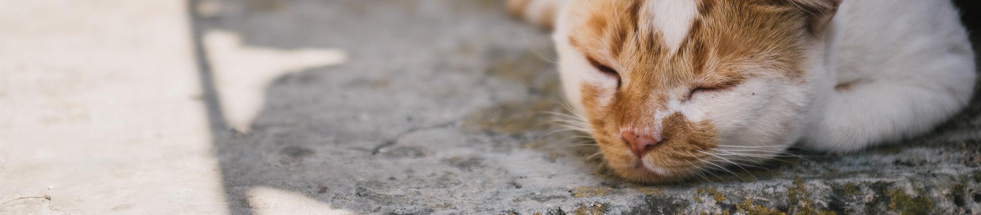 Kat bij warm weer