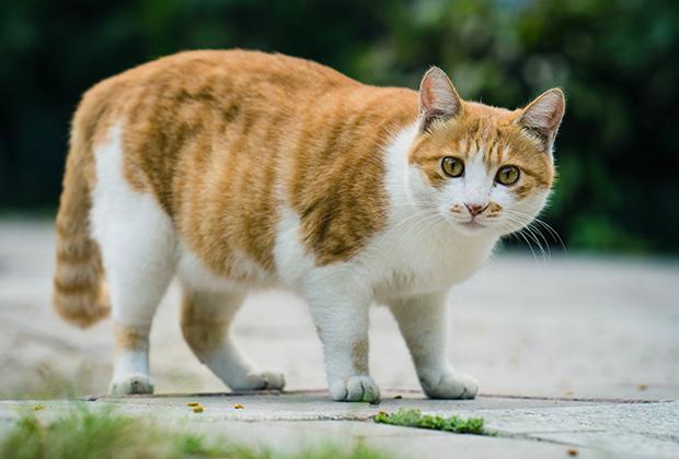 beheerder Praten tegen Verloren 10 Tips om katten uit de tuin te weren – Intratuin