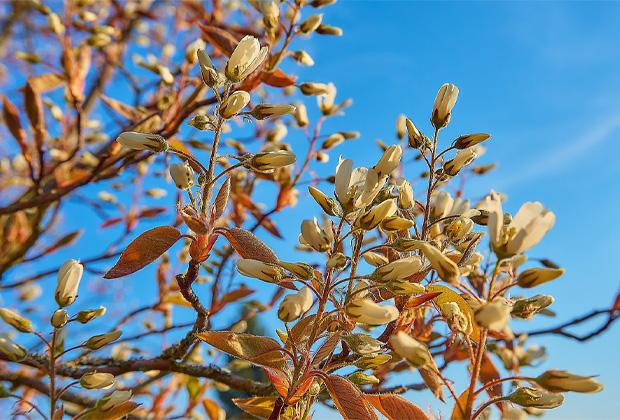 Krentenboom (Amelanchier lamarckii)